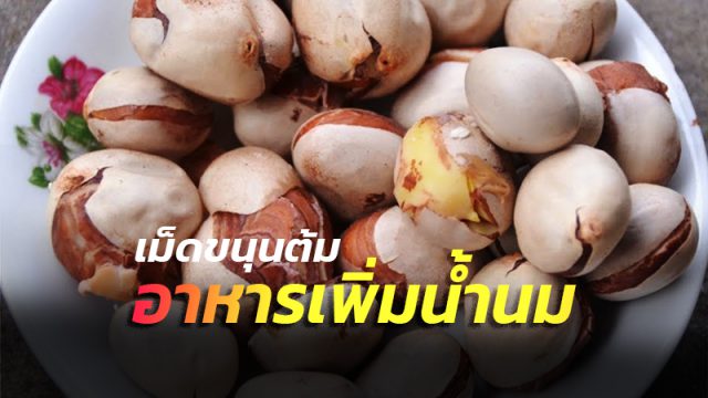 เม็ดขนุนต้ม อาหารเพิ่มน้ำนม