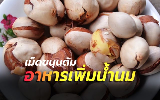 เม็ดขนุนต้ม อาหารเพิ่มน้ำนม